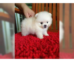 Charmant Pomeranian Spitz Welpen