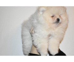 Teddy Face Pomeranian (Zwergspitz) Welpe