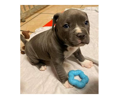 American Pit Bull Welpen Blueline
