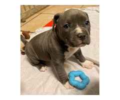 American Pit Bull Welpen Blueline