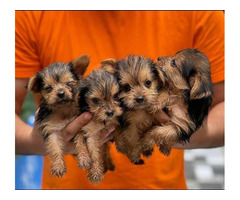 Wunder Schöner MINI Yorkshire Terrier Steel Blue Welpen