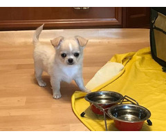 Chihuahua-Welpen