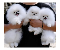 Mini Pomeranian Zwergspitz Boo Welpen Zum Verschenken
