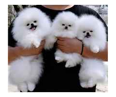 Mini Pomeranian Zwergspitz Boo Welpen Zum Verschenken