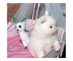 Reinrassige Pomeranian-Welpen zu verkaufen