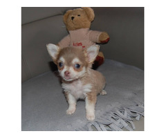 Süße Chihuahua-Welpen